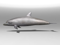 Dolfijn realistisch weergegeven